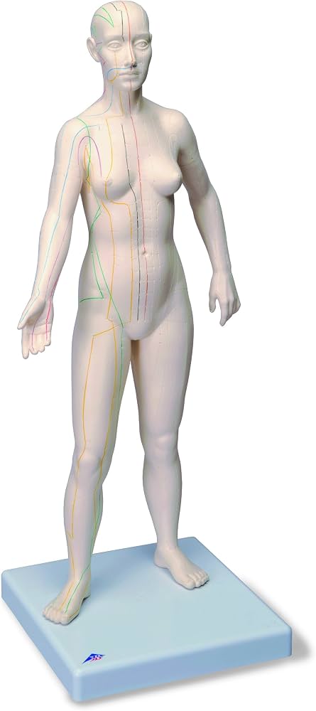 Acupuncture Human Body Model (3B Scientific)