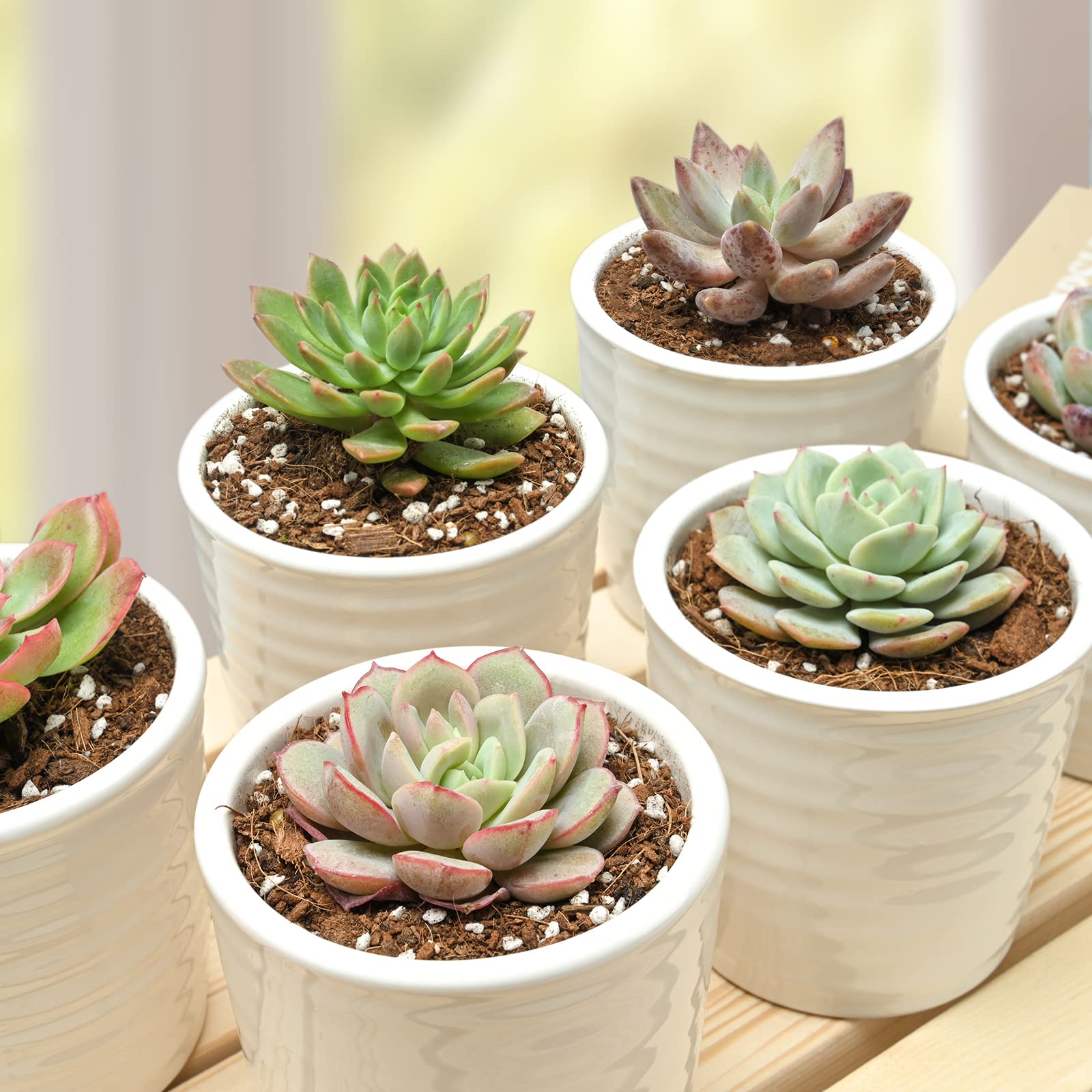Boatmeals 24 Pack Live Succulents, Fully Rooted in 2 Inch Pots