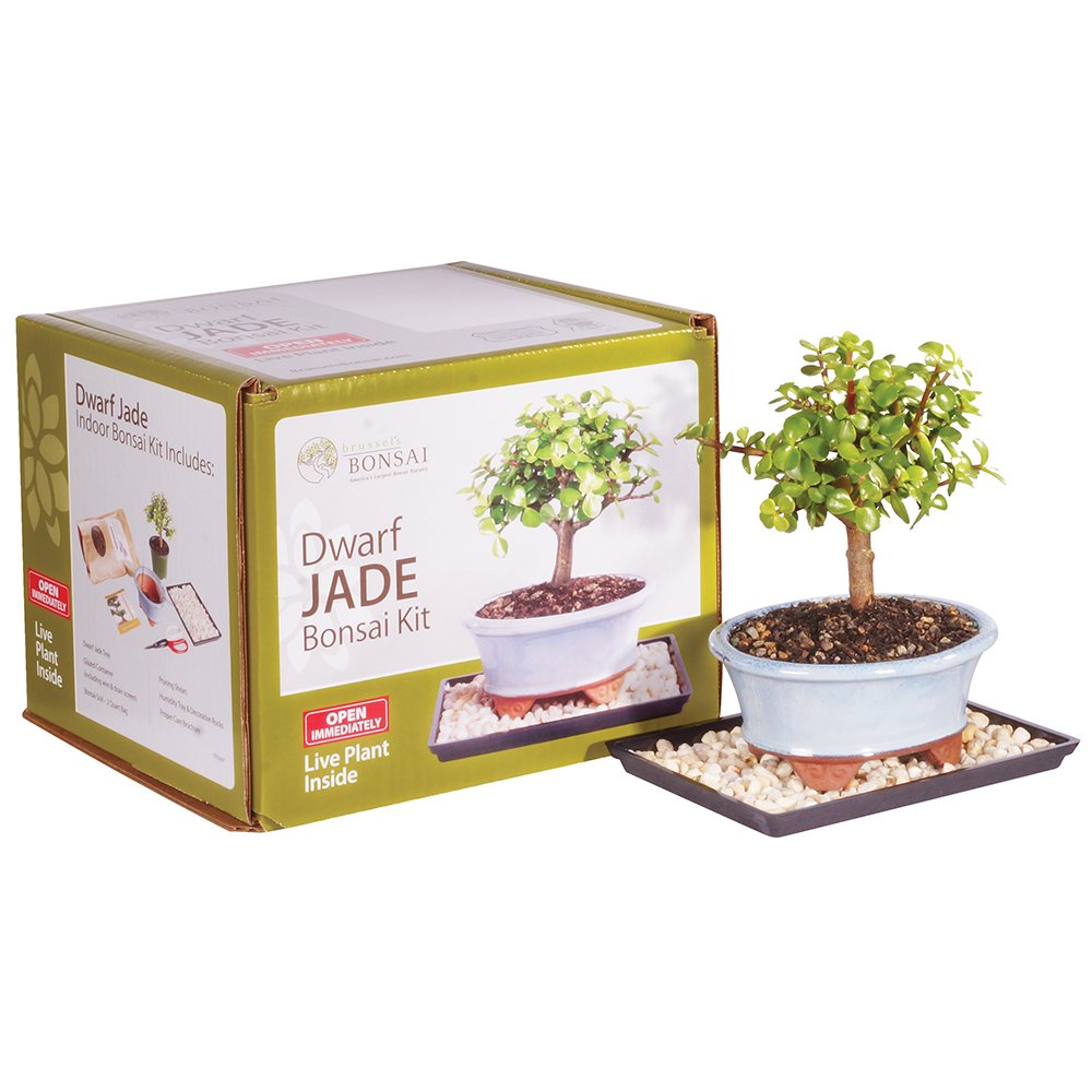 Brussel's Live Succulent Garden Bonsai Kit