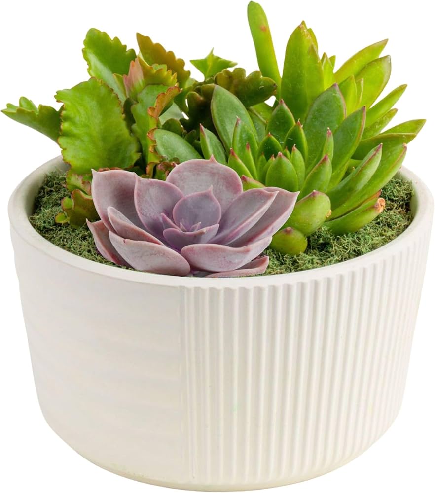 Costa Farms Live Succulent Garden in White Pot