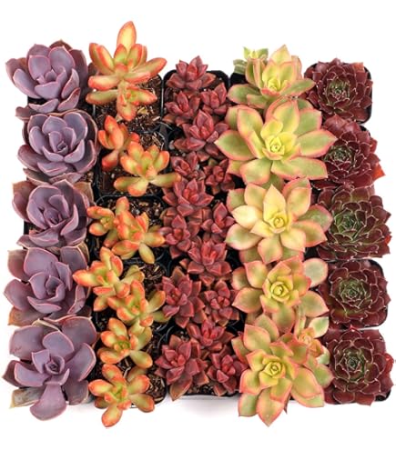 Garden Republic Ultimate Succulent Collection