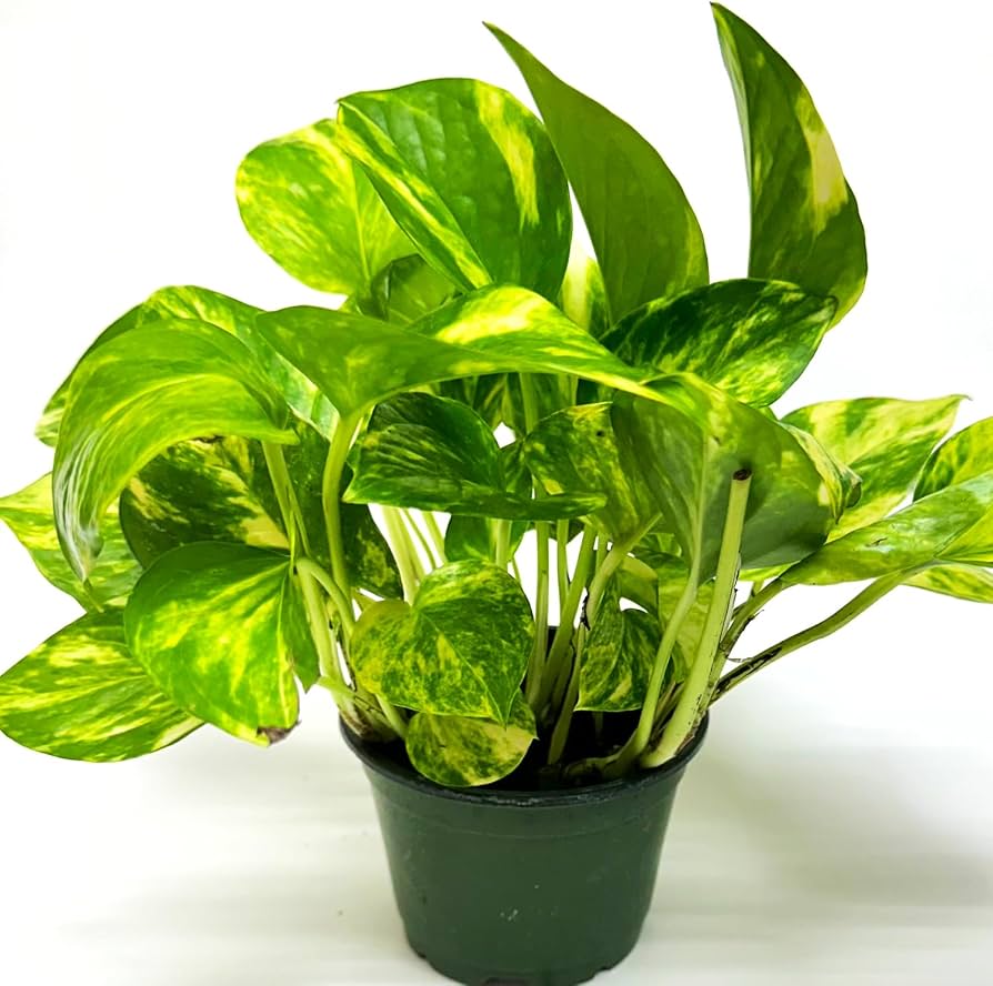 Golden Pothos Live Plant