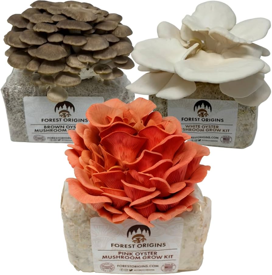 Gourmet Mushroom Growing Kit - Shiitake and Oyster