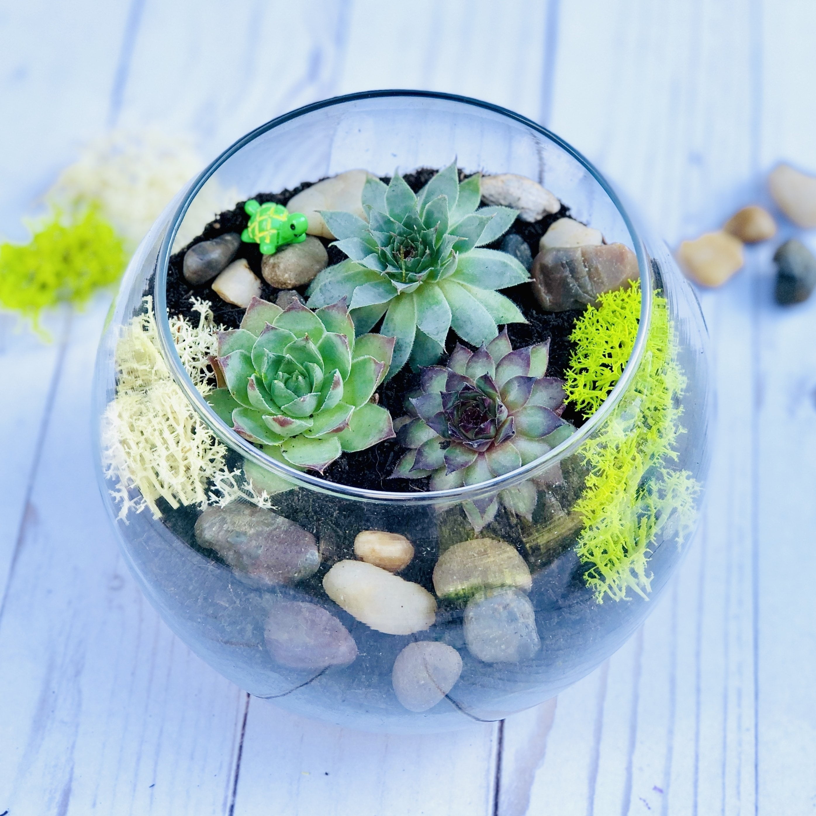 Hotop Succulent Terrarium Kit