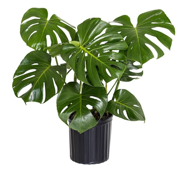 Monstera Deliciosa Live Plant