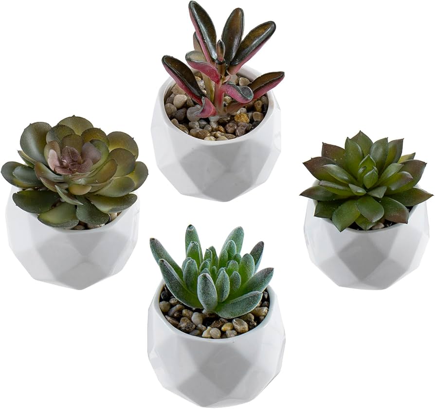 MyPlantIn 9 Succulents in Unique Pots
