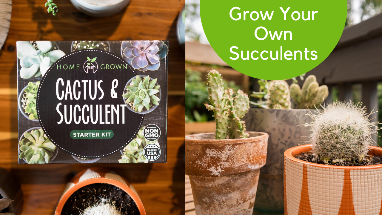 MYPOUCH Succulent Starter Kit with Seeds