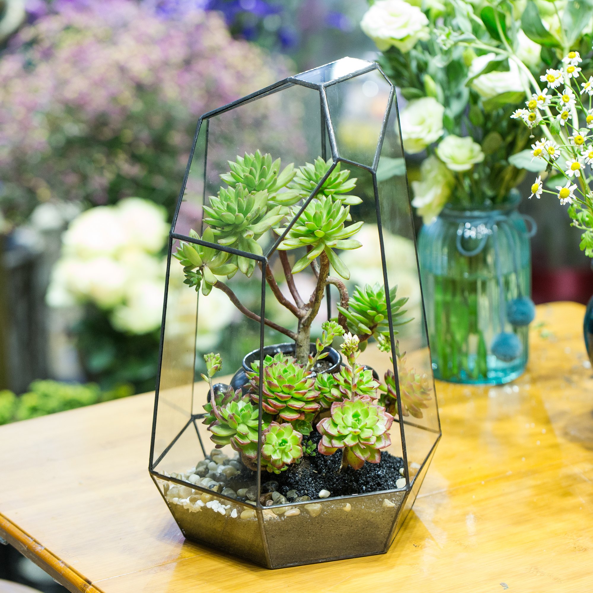 NCYP Large Terrarium Starter Kit