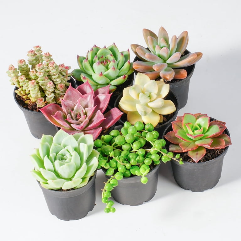 Pupsik Select 8-Pack Succulent Collection