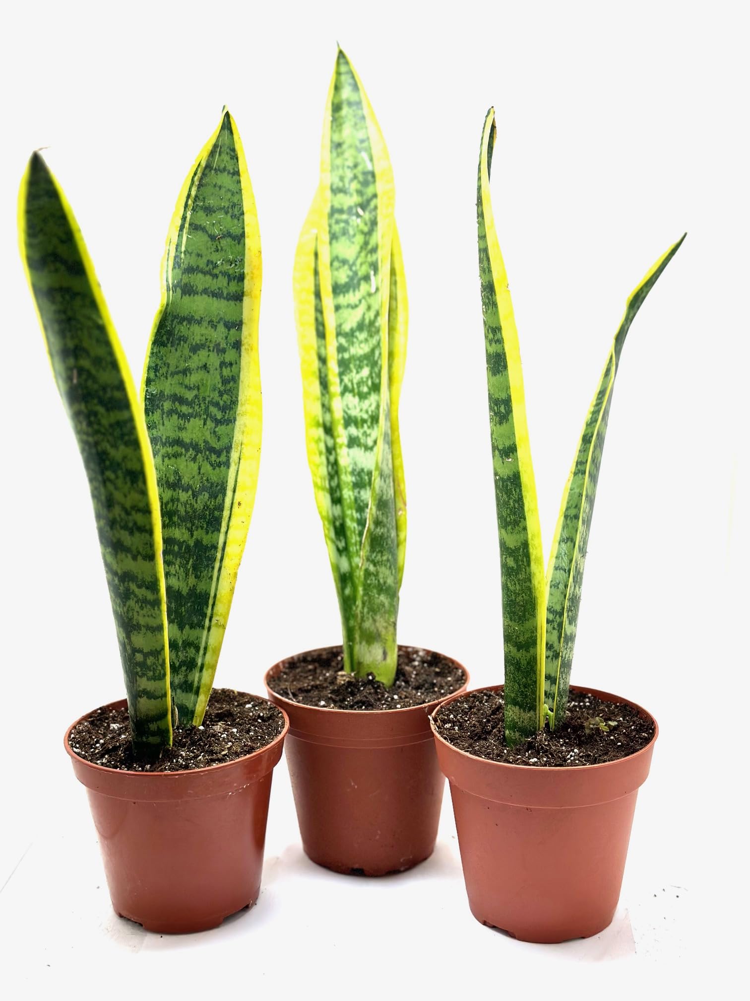 Snake Plant Laurentii (Sansevieria)